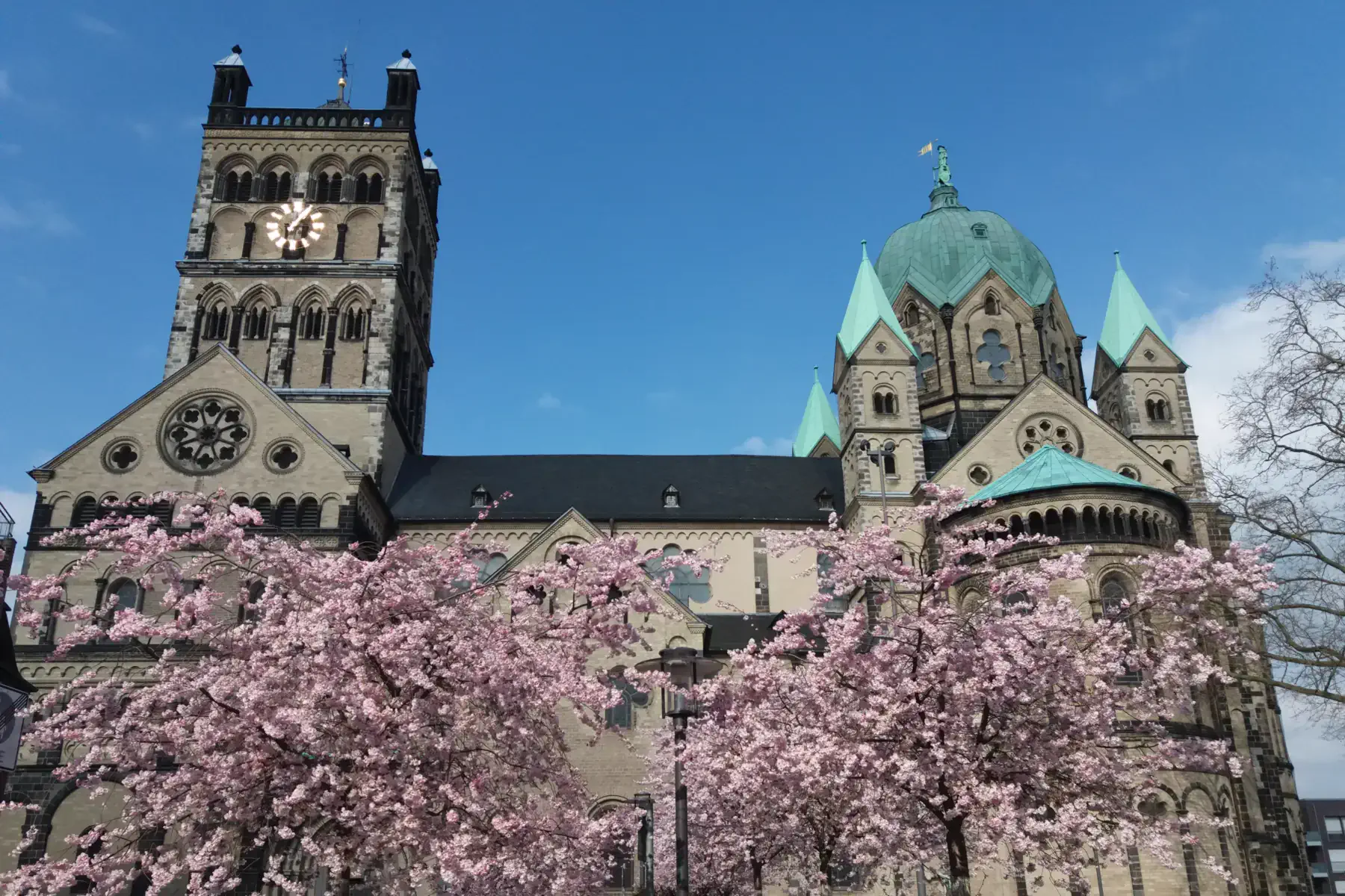 Das Quirinus-Münster in Neuss, davor blühende Kirschbäume